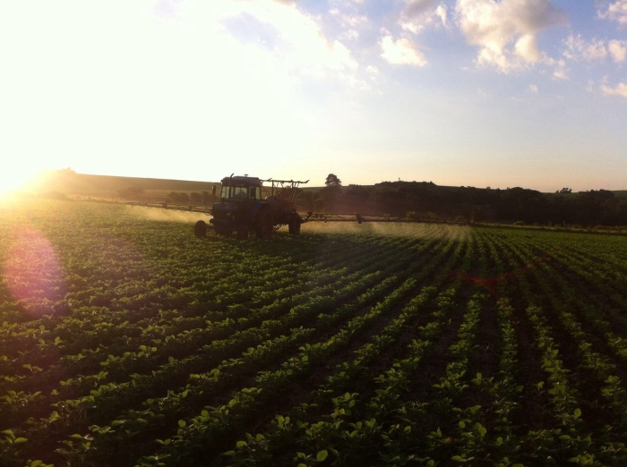 Imagem do dia - Lavoura de soja em Colônia Nova (PY), do produtor Anderson Salvador