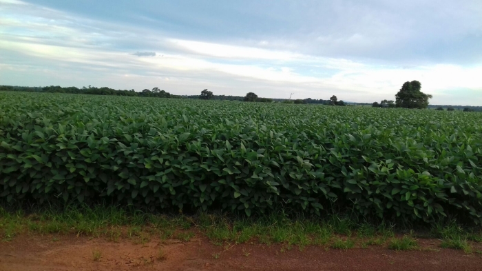 Imagem do dia - Lavoura de soja em Gurupi (TO)