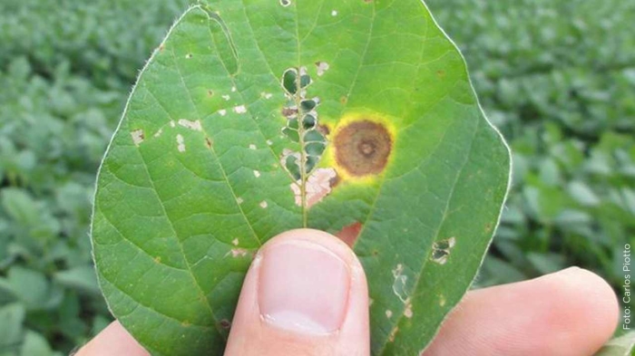 Publieditorial Syngenta