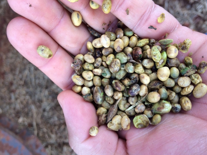 Imagem do dia - Soja em Nueva Esperanza (PY). Enviado por André Monteiro.