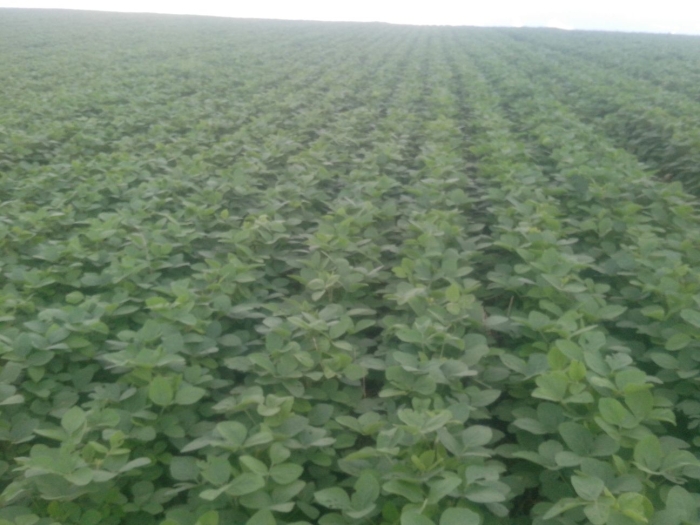 Imagem do dia - Lavoura de soja em Palmeira (PR), da Família Ornieski