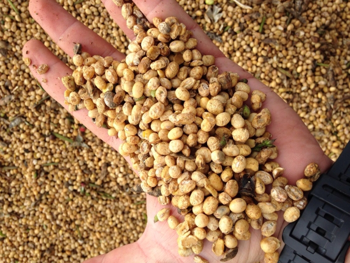 Imagem do dia - Soja em Rolândia (PR), após chuvas na região