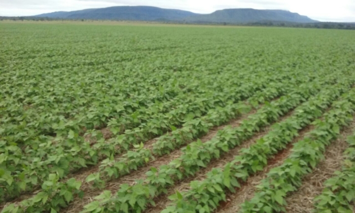 Imagem do dia - Lavoura de feijão em Pontes e Lacerda (MT), do produtor Cleber Chicaroli