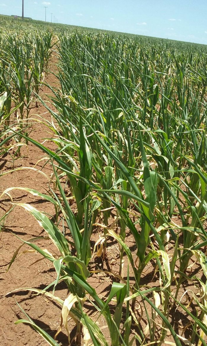 Imagem do dia - Lavoura de milho em Alto Parnaíba (MA), sentindo os efeitos da seca, na Fazenda Esperança