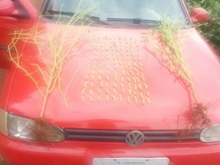 Imagem do dia - Soja em Chopinzinho (PR), do produtor Nilo Rossi. Enviado pelo Engenheiro Agrônomo Tiago Riedi Rossi