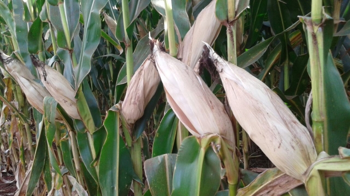 Imagem do dia - Lavoura de milho em Nova Aurora (PR). Enviado pelo Técnico Agrícola David Clemente