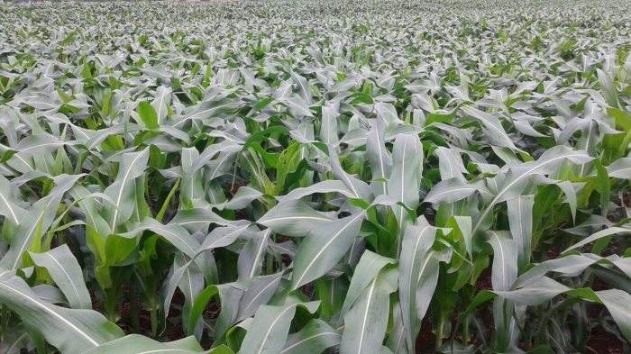 Imagem do dia - Área de milho safrinha em Nova Aurora (PR). Enviado pelo Técnico Agrícola David Clemente