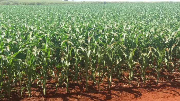 Imagem do dia - Lavoura de milho safrinha em São José da Bela Vista (SP)