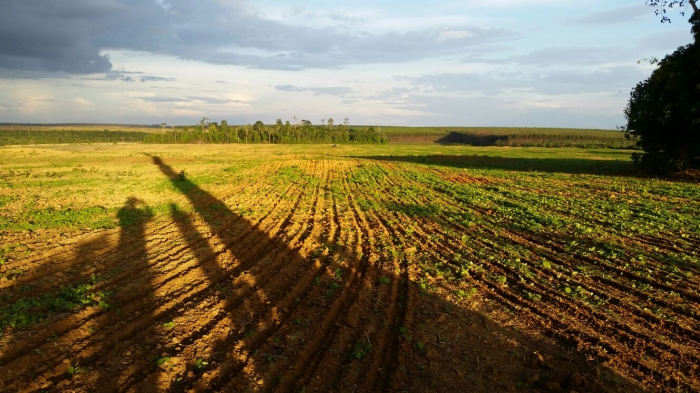 Imagem do dia - Lavoura de soja em Dom Eliseu (PA)