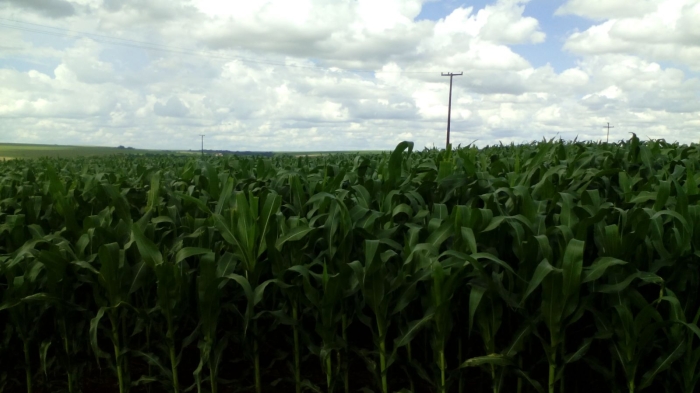 Imagem do dia - Lavoura de milho em Toledo (PR)