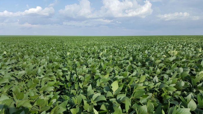 Imagem do dia - Lavoura de soja em Campos de Júlio (MT), do produtor Raijan Mascarello