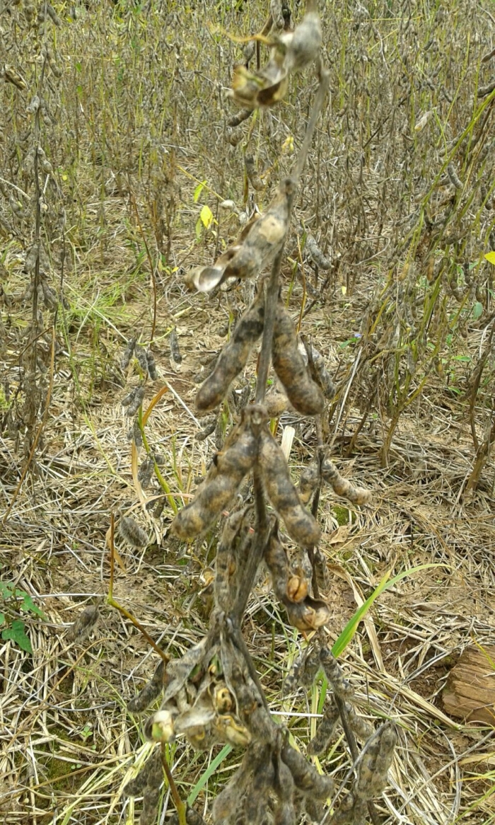 Imagem do dia - Lavoura de soja em Marquinho (PR)