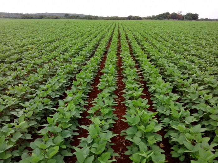 Imagem do dia - Lavoura de soja em Canarana (MT), na Fazenda Duas Pontes, do produtor Euder Ignácio