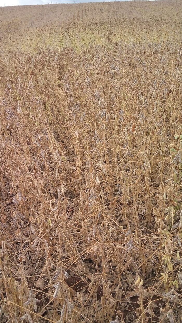 Imagem do dia - Lavoura de soja em Rio Bonito do Iguaçu (PR). Enviado por Elder Gava