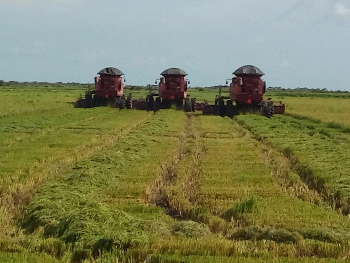 Imagem do dia - Colheita de arroz em Lagoa da Confusão (TO), na Fazenda Patizal, do produtor Fausto Garcia