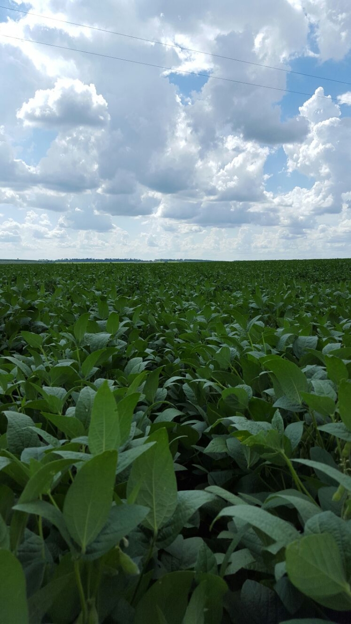 Imagem do dia - Lavoura de soja na Fazenda Diamante em Iporã (PR)
