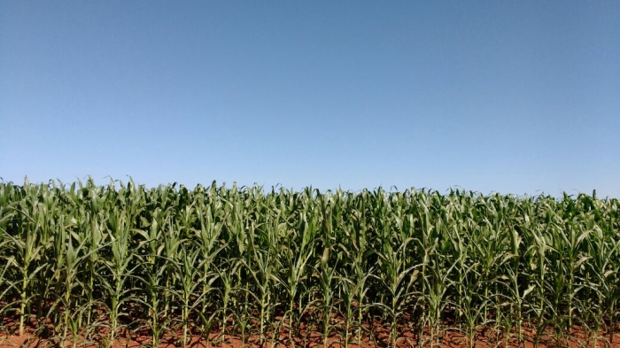 Imagem do dia - Lavoura de milho safrinha em Santa Helena de Goiás (GO), do produtor José Roberto
