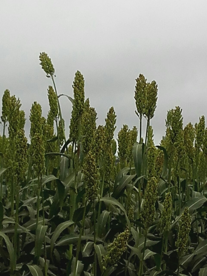 Imagem do dia - Lavoura de sorgo em Toledo (PR), do produtor Amilton Donassolo.jpg