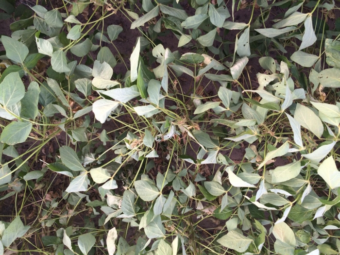 Imagem do dia - Lavoura de soja na região de Rosário (BA)