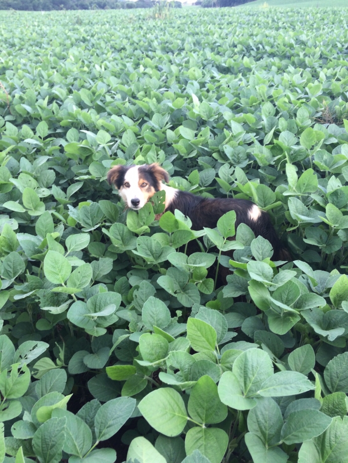 Imagem do dia - Ajuda no monitoramento da lavoura de soja em Lagoa Vermelha (RS). Enviado pelo Técnico Agrícola Fabio Battistella
