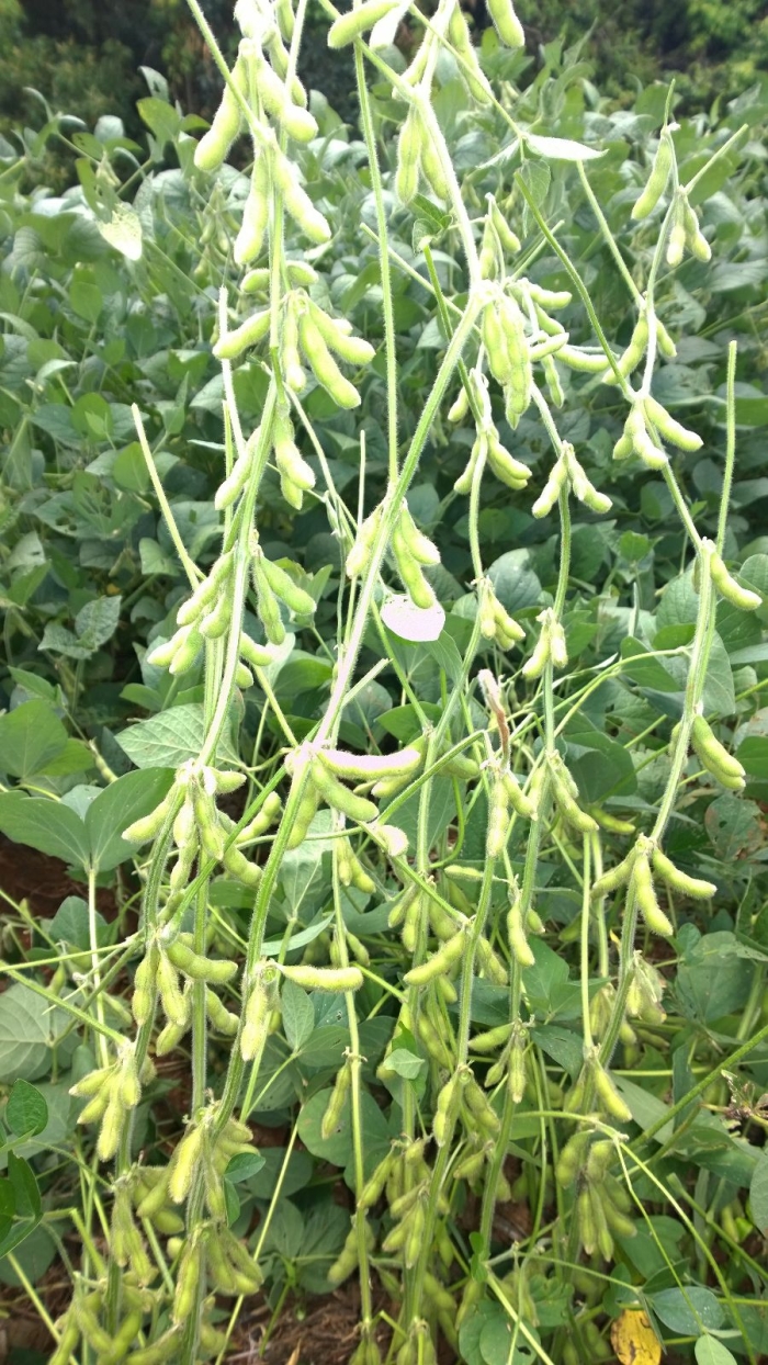 Imagem do dia - Lavoura de soja em Jataí (GO). Enviada pelo Engenheiro Agrônomo Jean Vilela