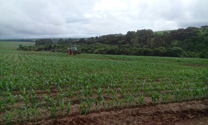 Imagem do dia - Aplicação de uréia na lavoura de milho em Cafelândia (PR), do produtor Álvaro Busetti