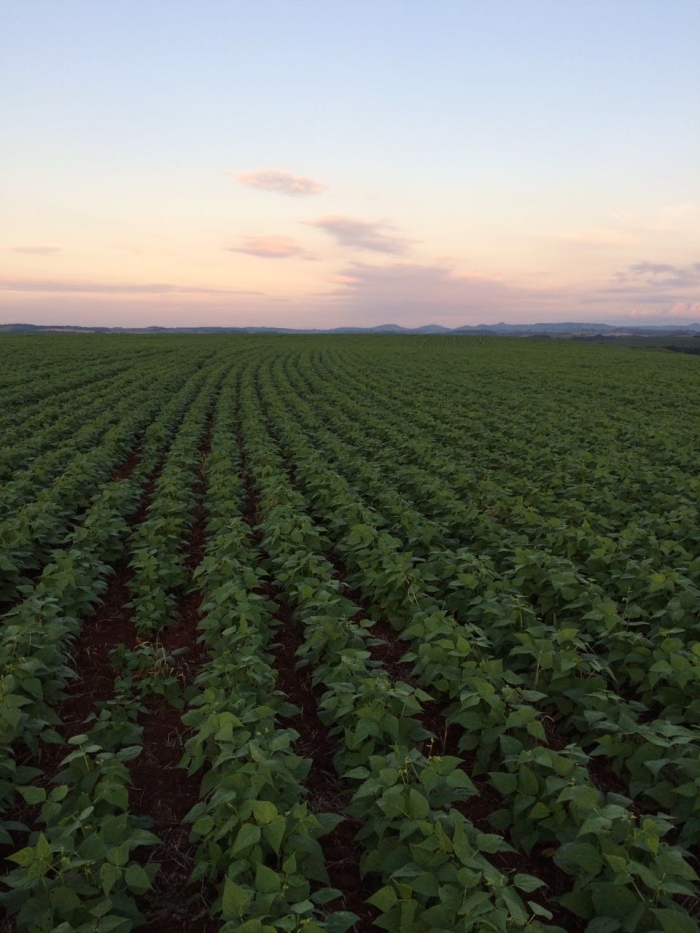 Imagem do dia - Plantio de feijão em Ampére (PR), do produtor Maycon Benedet. Enviado prlo Técnico Agrícola Cristiano Valim
