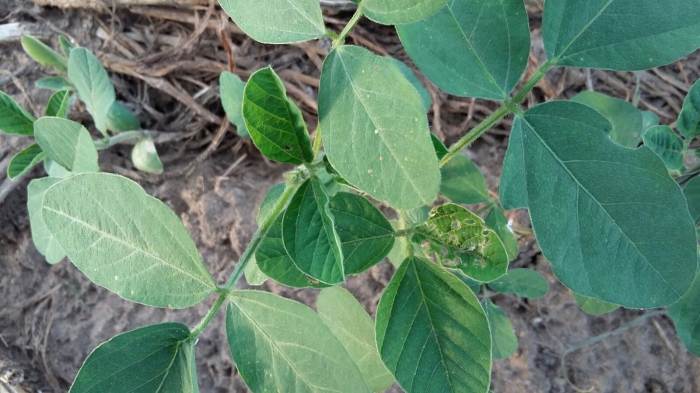 Imagem do dia - Ataque de lagarta Helicoverpa na lavoura de soja em Balsas (MA)