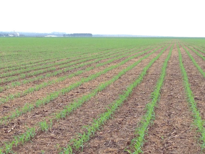 Imagem do dia - Lavoura de milho em Primavera do Leste (MT), na Fazenda Sandra, do produtor Paulo Borghetti