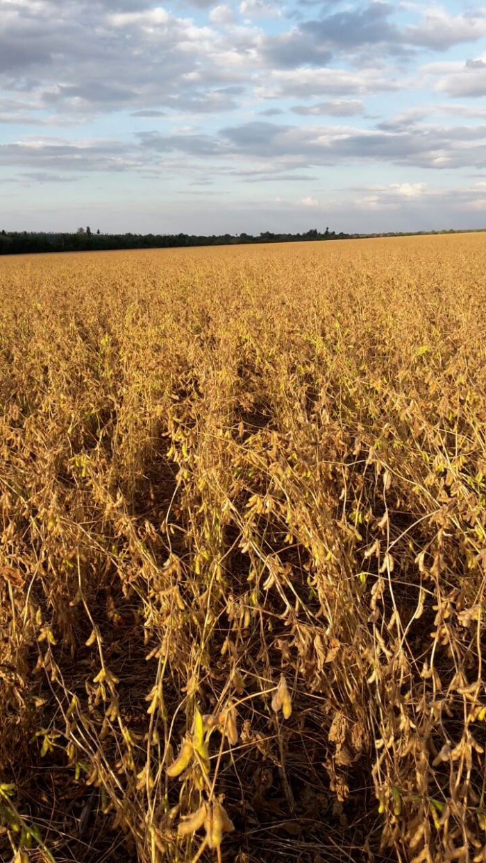 Imagem do dia - Lavoura de soja safrinha em San Alberto (PY). Enviado por Ronaldo Alves
