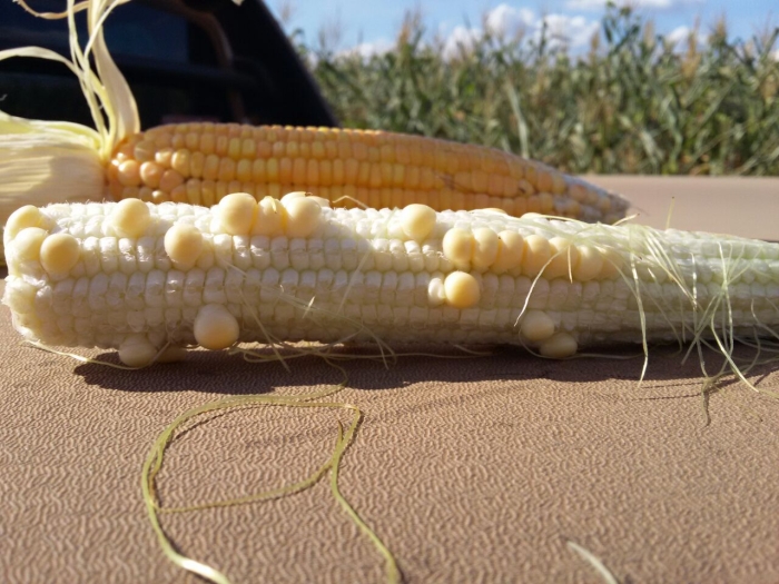 Imagens do dia - Milho safrinha na região de Querência (MT). Envio de Edivan Faliguski