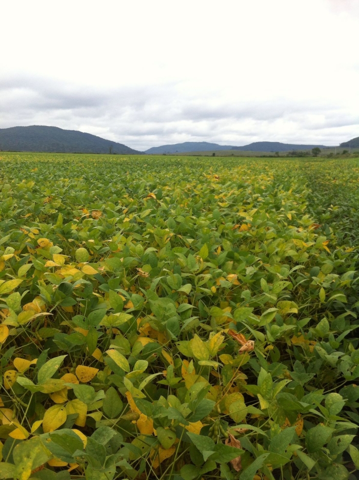 Imagem do dia  - Lavoura de soja em União da Vitória (PR), do produtor Agenor Cancellier. Enviado pelo Técnico Agrícola José Algacir Kuyava