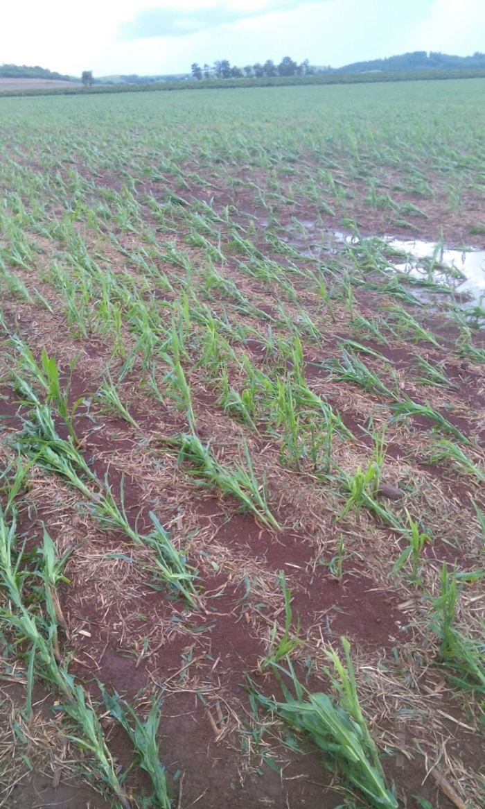 Imagem do dia - Lavoura de milho em Cornélio Procópio (PR), atingidas pelas fortes chuvas na região. Enviado por Jaime Graciano.