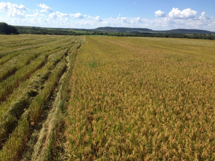 Imagem do dia - Colheita de arroz em Paranatinga (MT)
