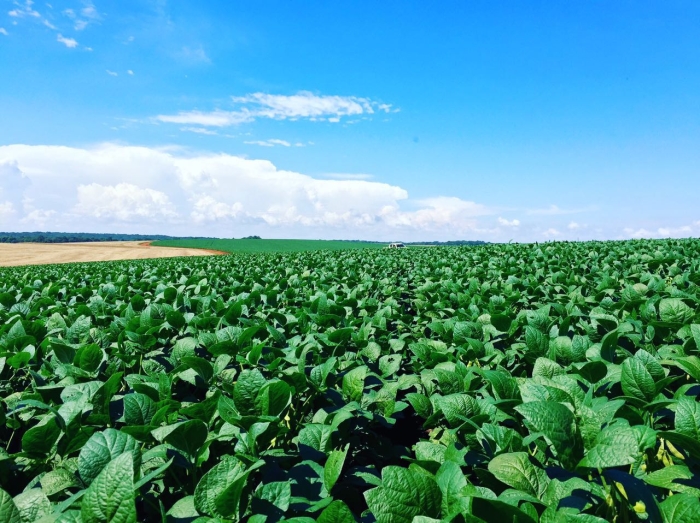 Imagem do dia - Lavoura de soja em Ponta Grossa (PR). Enviado pelo Engenheiro Agrônomo Lucas Bochnia