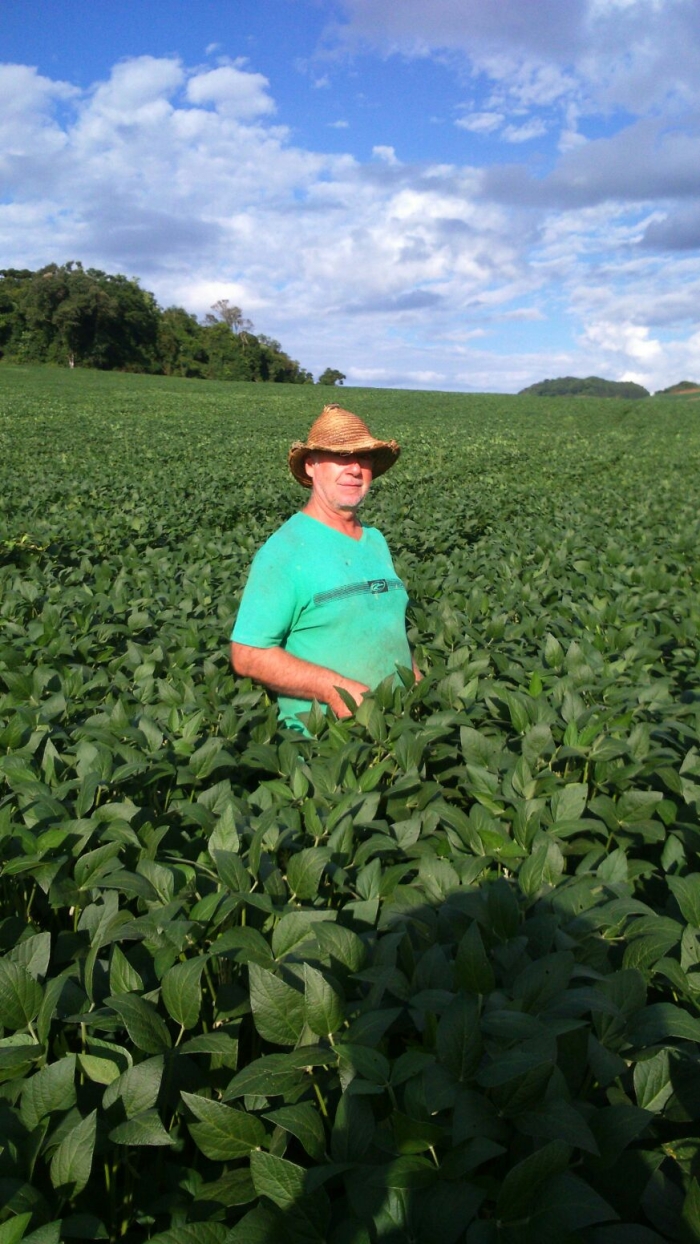 Imagem do dia - Lavoura de soja em Santa Cecília do Sul (RS). Enviado pelo Técnico Agrícola Edimar José Cecchin