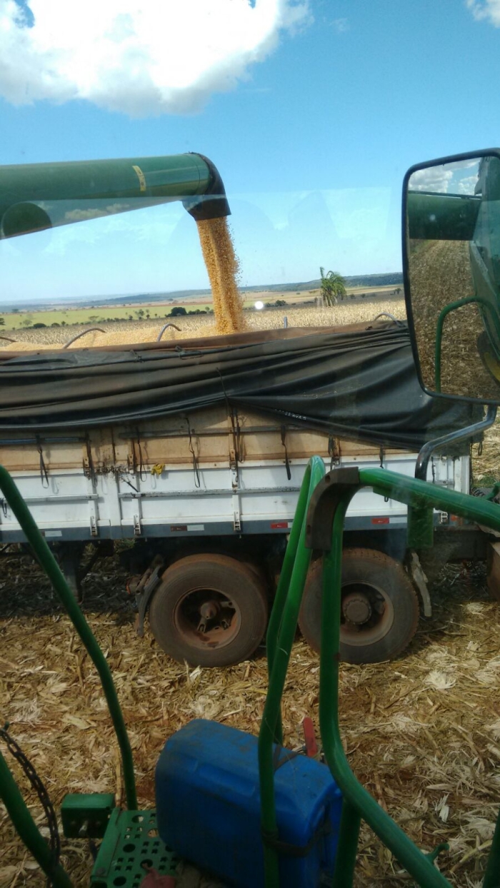 Imagem do dia - Colheita de milho safrinha em Capinópolis (MG), do produtor Flávio Vieira