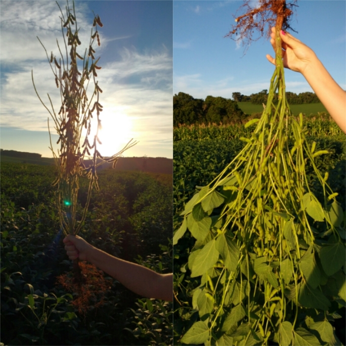 Imagem do dia - Soja em Erechim (RS), do produtor Arlindo Sielski