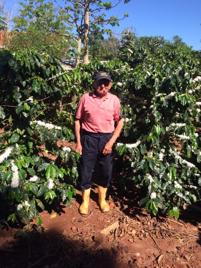 Imagem do dia - Florada do café em Terra Roxa (PR), do produtor Amâncio Varolo