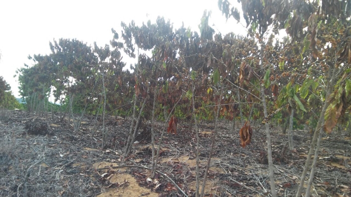 Lavoura de café conillon em Rio Bananal (ES). Envio do produtor Sérgio Nunes