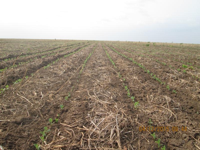 Lavoura de soja com palhada em Uruçuí (PI). Foto enviada por Altair Fianco