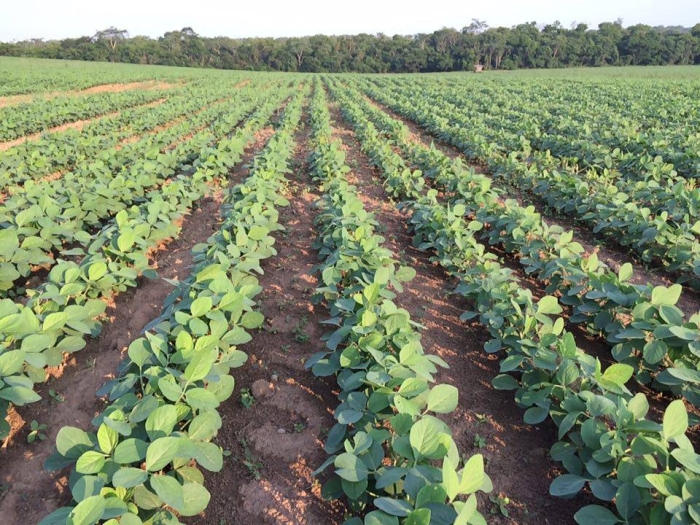 Imagem do dia - Lavoura de soja em Bela Vista (MS). Enviado por Luis Gustavo