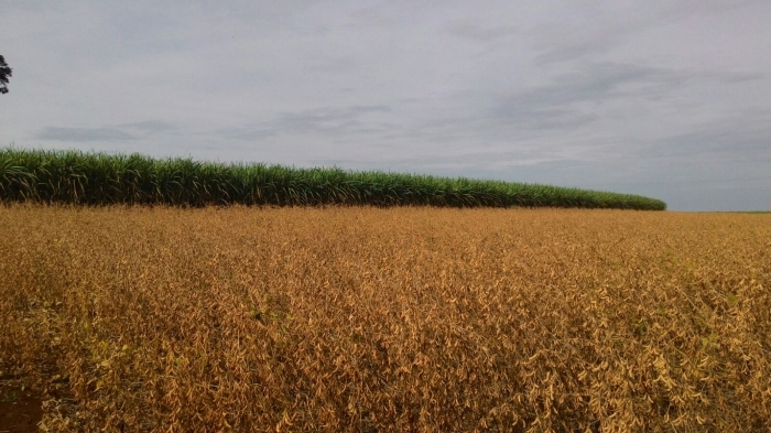 Imagem do dia - Lavoura de soja em Igarapava (SP), na Fazenda Ferreirinha, do produtor Ecyr Alves Ferreira