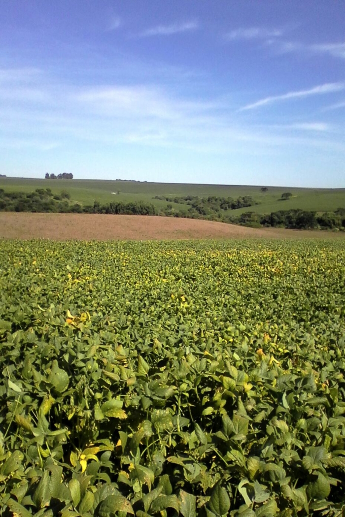 Imagem do dia - Lavoura de soja em Saldanha Marinho (RS). Enviado pelo Técnico Agrícola Daniel  Ledur