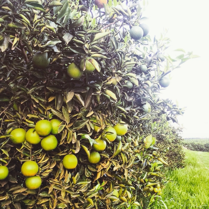 Imagem do dia - Pomar de laranja em Rancho Alegre (PR), na Fazenda Água Nova