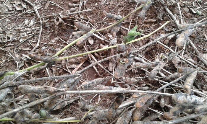Imagem do dia - Lavoura de soja em Marquinho (PR)