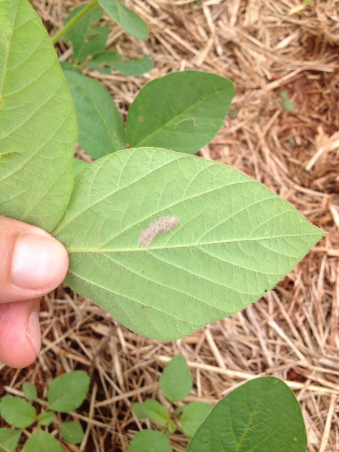Imagem do dia - Lagarta Spodoptera na lavoura de soja em Tucunduva (RS). Enviado pelo Consultor Agrícola Jackson Luis