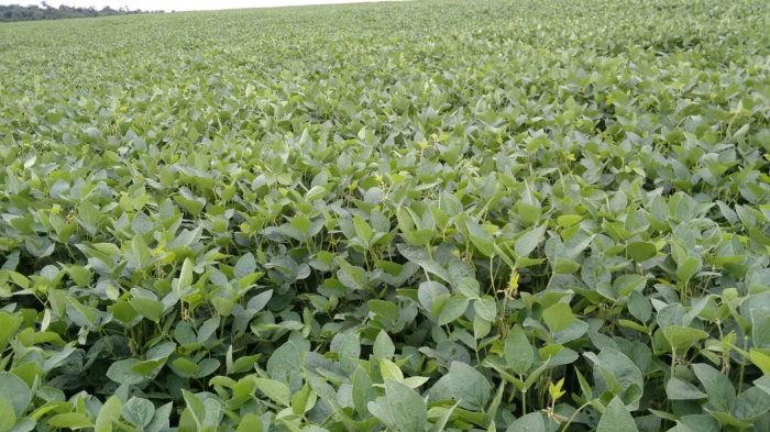 Imagem do dia - Lavoura de soja em Alto Piquiri (PR), do produtor Jânio Rossi