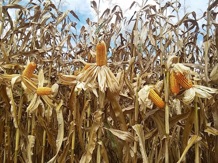 Imagem do dia - Lavoura de milho em Madre de Deus de Minas (MG), do produtor Richard Franchi