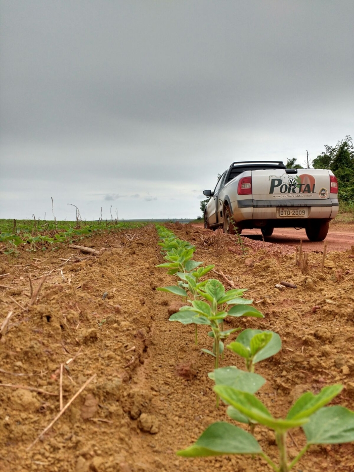 Imagem do dia - Lavoura de soja em Dom Eliseu (PA). Enviado pelo Engenheiro Agrônomo Bruno Alves